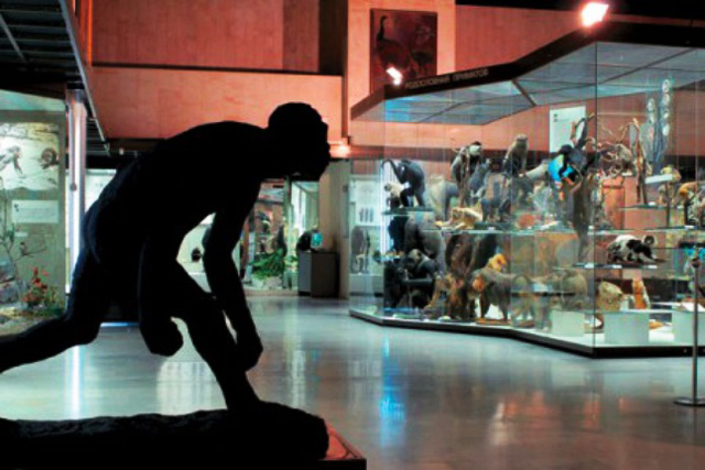 Экспонаты музея за стеклянными перегородками